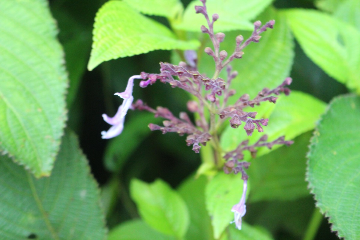 Coleus